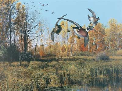 Scot Storm Handsigned and Numbered Limited Edition:"Backwater- Wood Ducks"
