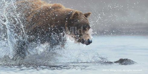 Scot Storm Handsigned and Numbered Limited Edition Canvas: "Salmon Run - Brown Bear Canvas"