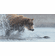 Scot Storm Handsigned and Numbered Limited Edition Canvas: "Salmon Run - Brown Bear Canvas"