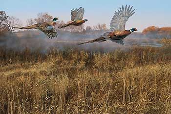 Scot Storm Artist Signed Limited Edition Canvas:"Morning Mist-Pheasants"