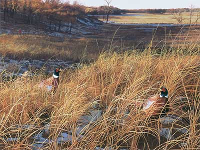 Scot Storm Handsigned and Numbered Limited Edition Print: "Legacy lll-Pheasants"