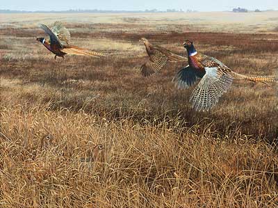 Scot Storm Handsigned and Numbered Limited Edition Print: "Legacy lV-Pheasants"
