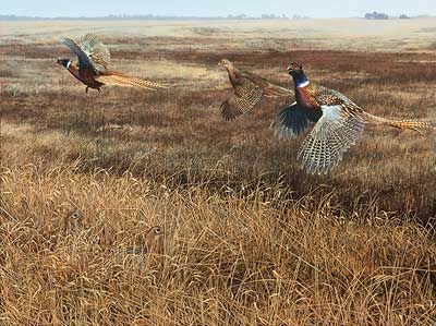 Scot Storm Handsigned and Numbered Limited Edition Print: "Legacy lV-Pheasants"