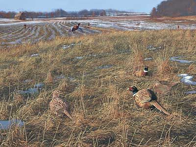 Scot Storm Handsigned and Numbered Limited Edition Print: "Legacy Vl-Grassland Splendor"