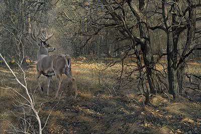 Scot Storm Handsigned and Numbered Limited Edition Print:"Monarch-Whitetail Deer"
