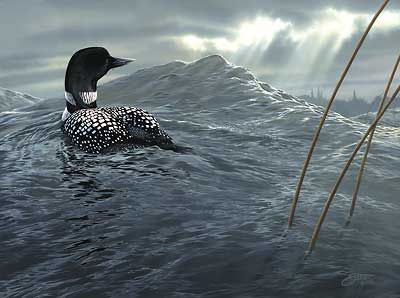 Scot Storm Handsigned and Numbered Limited Edition Print:"Weather the Storm-Loon"