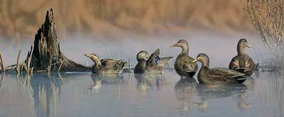 Scot Storm Handsigned and Numbered Limited Edition:"Spring Mist-Black Ducks"