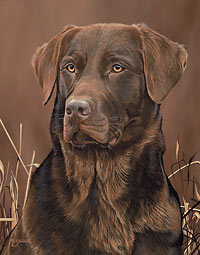 Scot Storm Handsigned Open Edition:"Loyal Companion-Choc. Lab"