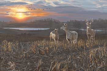 Scot Storm Limited Edition Print:"Evening Glow-Whitetail Deer"