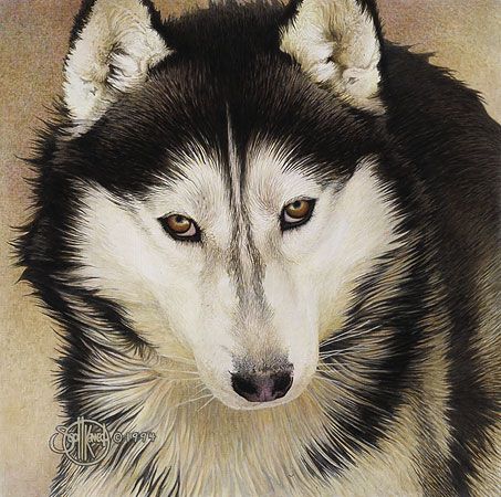 Scott Kennedy Signed by the Artist Limited Edition Paper Lithograph:"Siberian Husky"