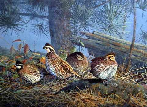 Scott Zoellick Print-Signed and Numbered:"Flat Creek Covey"