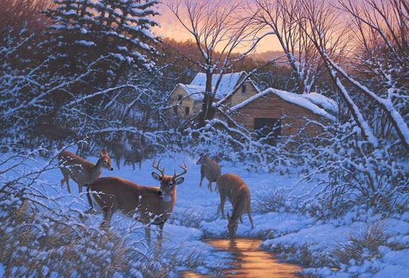 Michael Sieve Limited Edition Giclee Print:"Evening Light�Whitetail Deer"