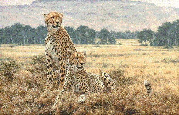 Simon Combes Hand Numbered Limited Edition Anniversary Giclee on Canvas:"Cheetah Pair"
