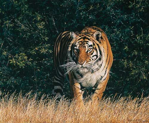 Simon Combes Hand Numbered Limited Edition Gicl&eacute;e Canvas"From The Shadows"