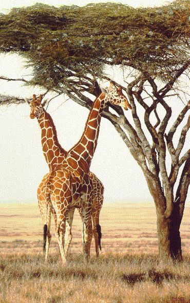 Simon Combes Hand Numbered Limited Edition Print: "Senitinels"