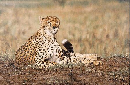 Simon Combes Limited Edition Fine Art Giclee on Canvas:"Arrogance"