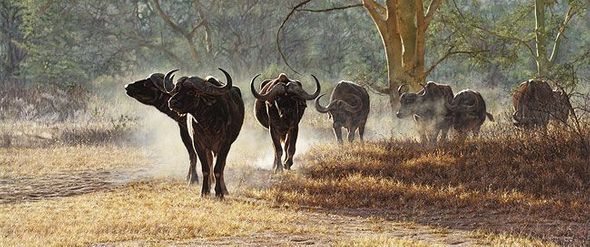 Simon Combes 60x25 Limited Edition MasterWork Canvas:"Drought" 