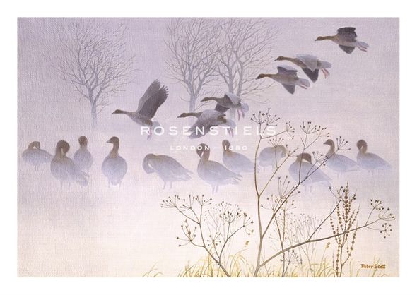 Sir Peter Scott Hand Numbered Limited Edition Print on Paper :"Barn Elms - Pink Feet"