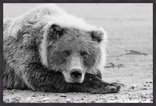 Somerset House 25.5X37.5 FRAMED 3D CANVAS:"BROWN BEAR RESTING"