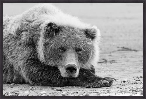 Somerset House 25.5X37.5 FRAMED 3D CANVAS:"BROWN BEAR RESTING"