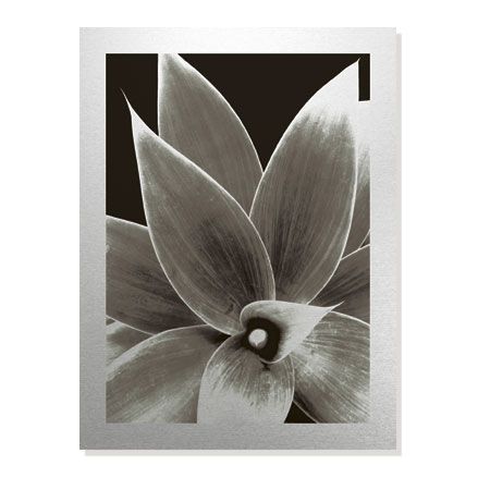 Sondra Wampler Limited Edition Ready to Hang Giclee on Brushed Aluminum: "Agave"