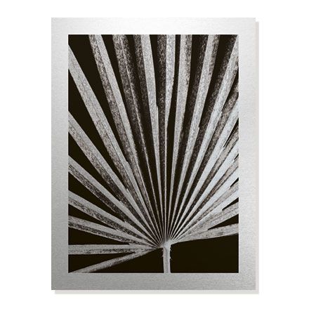 Sondra Wampler Limited Edition Ready to Hang Giclee on Brushed Aluminum: "Fan Palm"