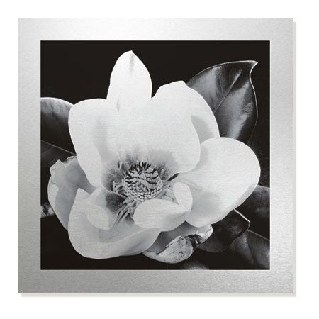 Sondra Wampler Limited Edition Ready to Hang Giclee on Brushed Aluminum: "Magnolia No. 1"