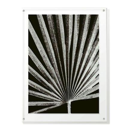 Sondra Wampler Limited Edition Ready to Hang Giclee on Clear Acrylic: "Fan Palm"