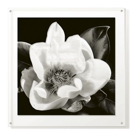 Sondra Wampler Limited Edition Ready to Hang Giclee on Clear Acrylic: "Magnolia No. 1"