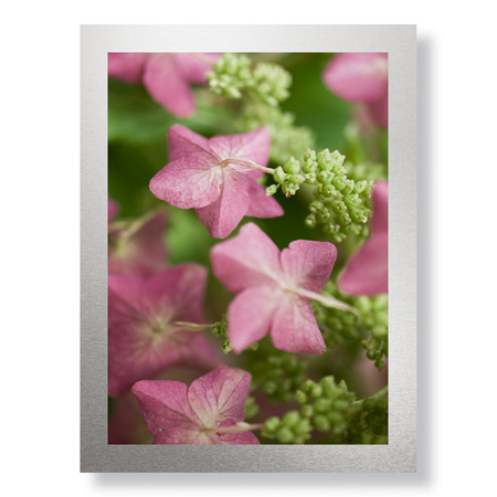Stacy Bass Limited Edition Ready to Hang Giclee on Brushed Aluminum: "Antique Rose"