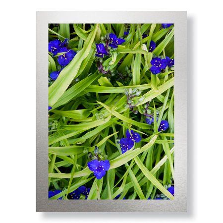 Stacy Bass Limited Edition Ready to Hang Giclee on Brushed Aluminum: "Blue Green Study"