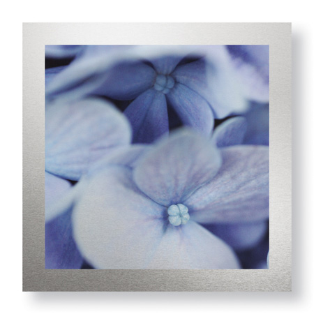 Stacy Bass Limited Edition Ready to Hang Giclee on Brushed Aluminum: "Blue Hydrangea 2"