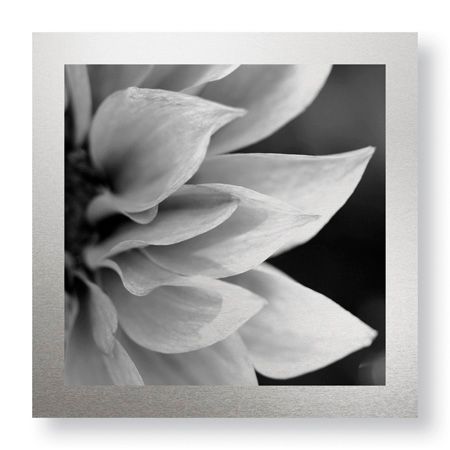 Stacy Bass Limited Edition Ready to Hang Giclee on Brushed Aluminum: "Botanical Study 1"