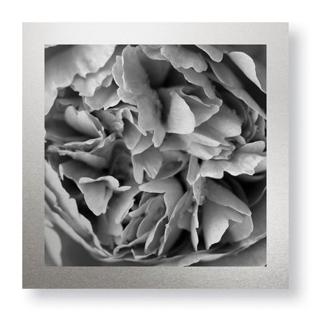 Stacy Bass Limited Edition Ready to Hang Giclee on Brushed Aluminum: "Botanical Study 15"