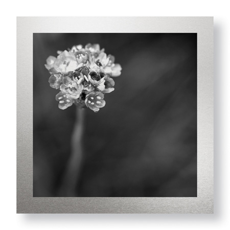 Stacy Bass Limited Edition Ready to Hang Giclee on Brushed Aluminum: "Botanical Study 16"