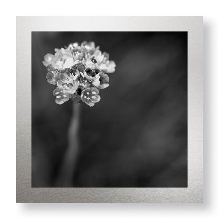 Stacy Bass Limited Edition Ready to Hang Giclee on Brushed Aluminum: "Botanical Study 16"