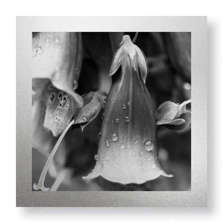 Stacy Bass Limited Edition Ready to Hang Giclee on Brushed Aluminum: "Botanical Study 18"