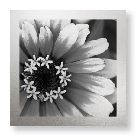 Stacy Bass Limited Edition Ready to Hang Giclee on Brushed Aluminum: "Botanical Study 3"