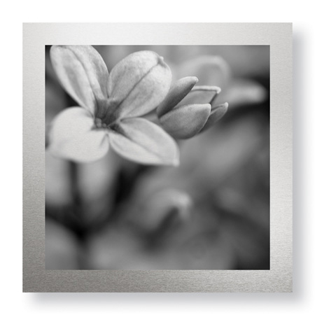 Stacy Bass Limited Edition Ready to Hang Giclee on Brushed Aluminum: "Botanical Study 4"