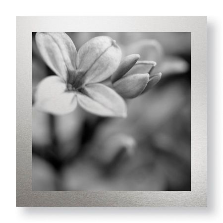 Stacy Bass Limited Edition Ready to Hang Giclee on Brushed Aluminum: "Botanical Study 4"