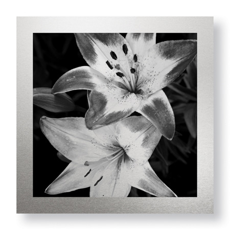 Stacy Bass Limited Edition Ready to Hang Giclee on Brushed Aluminum: "Botanical Study 5"
