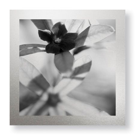 Stacy Bass Limited Edition Ready to Hang Giclee on Brushed Aluminum: "Botanical Study 8"