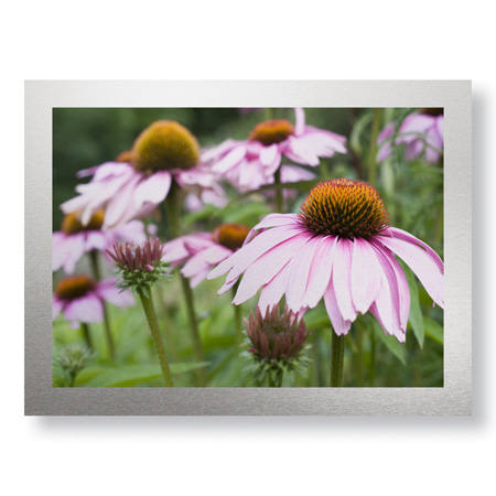 Stacy Bass Limited Edition Ready to Hang Giclee on Brushed Aluminum: "Echinacea Party"