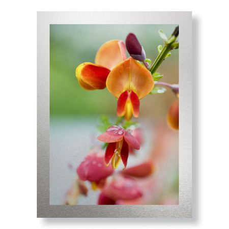 Stacy Bass Limited Edition Ready to Hang Giclee on Brushed Aluminum: "Fire Bush Detail"