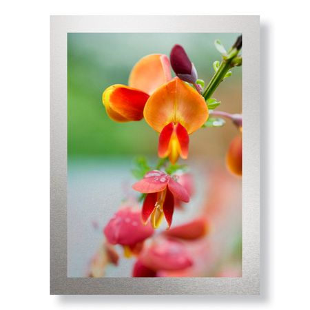 Stacy Bass Limited Edition Ready to Hang Giclee on Brushed Aluminum: "Fire Bush Detail"