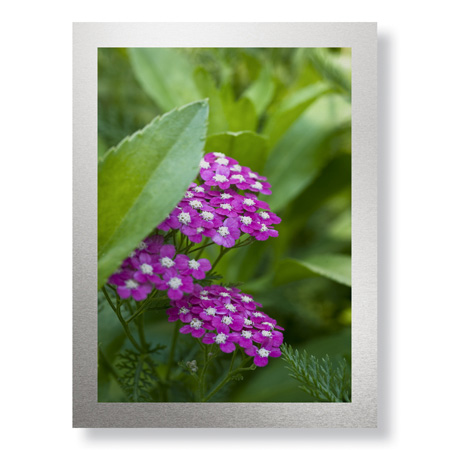 Stacy Bass Limited Edition Ready to Hang Giclee on Brushed Aluminum: "Flower Pool Garden"