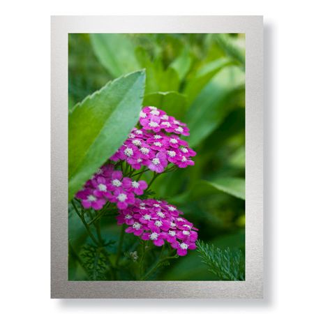 Stacy Bass Limited Edition Ready to Hang Giclee on Brushed Aluminum: "Flower Pool Garden"