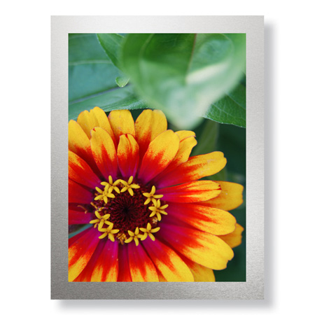 Stacy Bass Limited Edition Ready to Hang Giclee on Brushed Aluminum: "Flower Study"