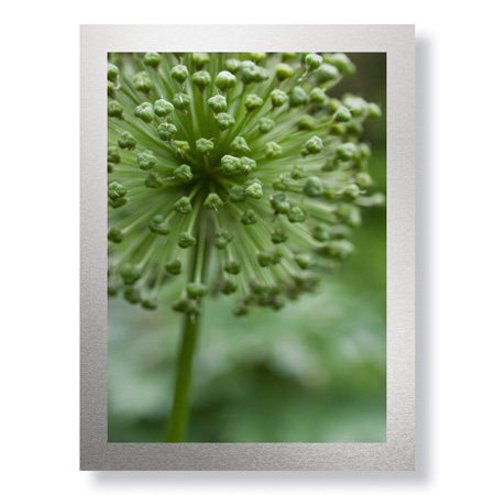 Stacy Bass Limited Edition Ready to Hang Giclee on Brushed Aluminum: "Green Allium"