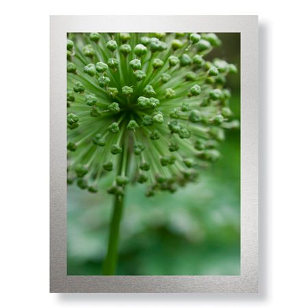 Stacy Bass Limited Edition Ready to Hang Giclee on Brushed Aluminum: "Green Allium"